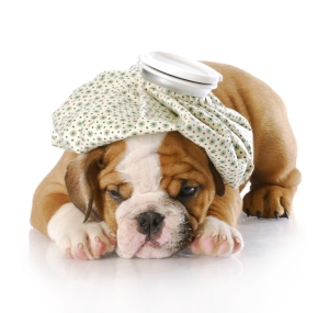 Verzekering van uw hond: | Hondenshop-online