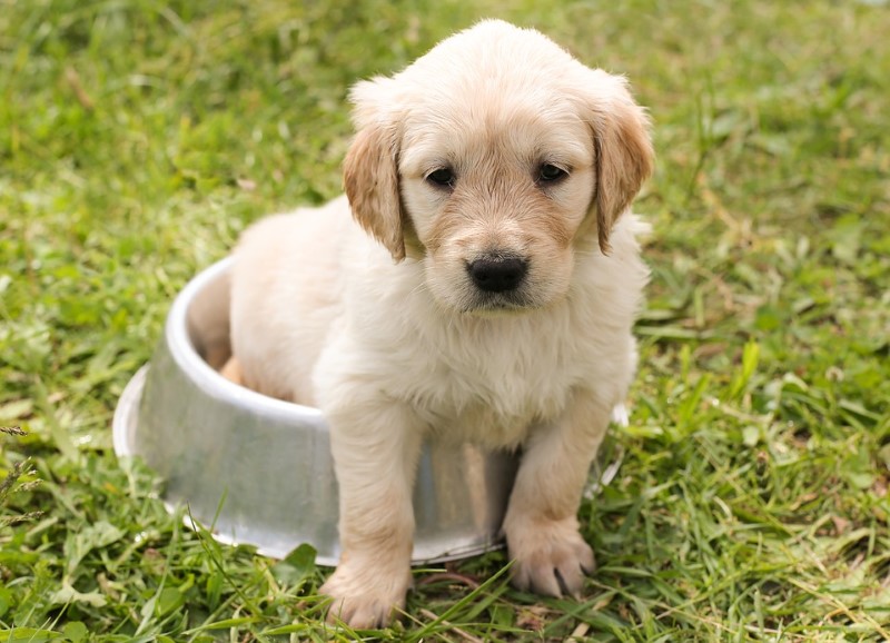 duidelijkheid Graden Celsius Meditatief Boodschappenlijstje: Wat moet je kopen als er een puppy in huis komt -  Puppy Opvoeden