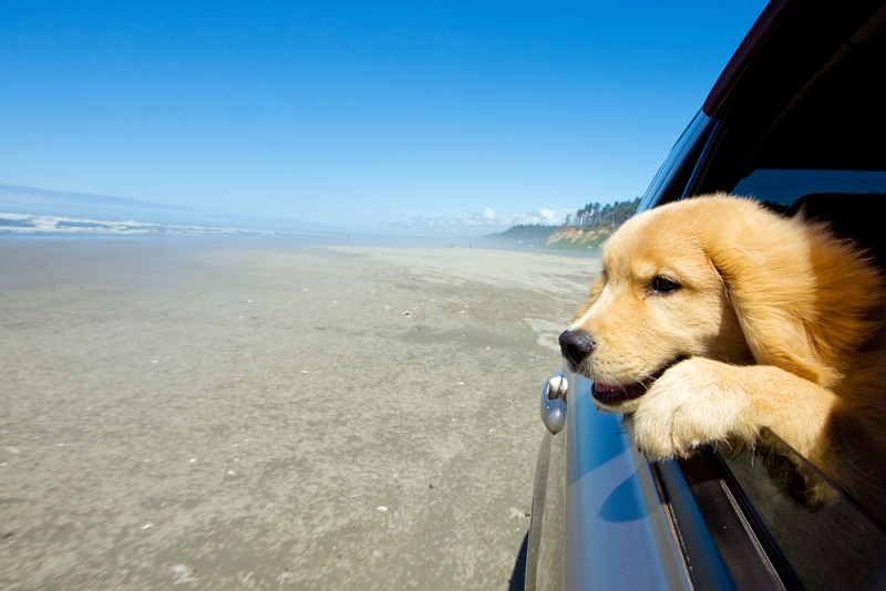 puppy in auto