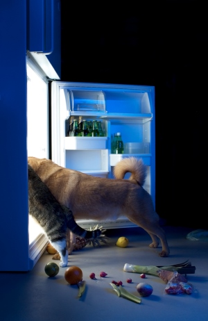 hond en kat stelen koelkast leeg