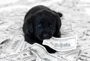 puppy met geld (verzekeringen potje maken)