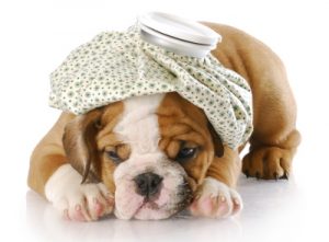 puppyverzekering foto ziek hondje