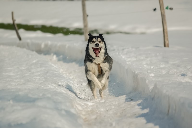Onverenigbaar Verminderen mouw Hond in de Winter: Genieten van het koude seizoen - Puppy Opvoeden