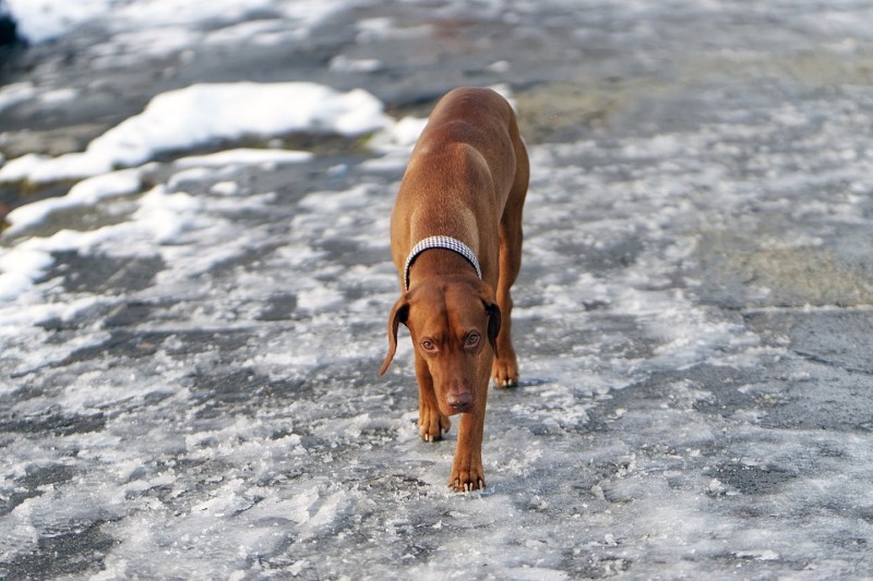 hond op het ijs