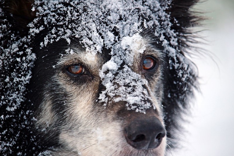 hond en winter