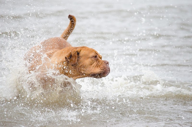 hond in zee