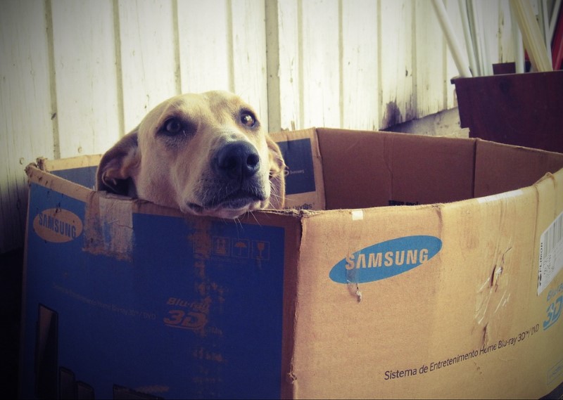 hond in doos