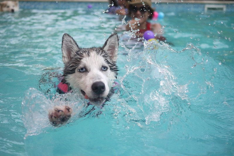 hond leren zwemmen