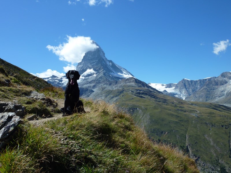 hond mee op vakantie in de bergen
