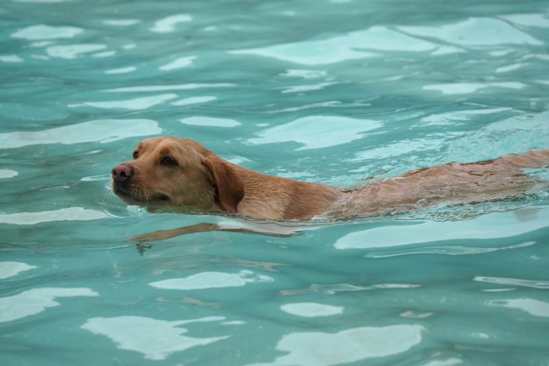 hond zwemmen