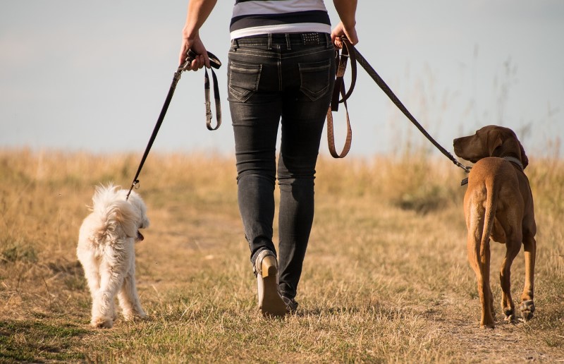 wandelen met meerdere honden