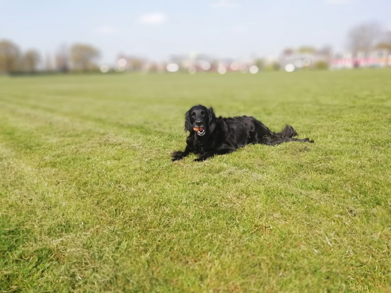 hond ligt op het gras