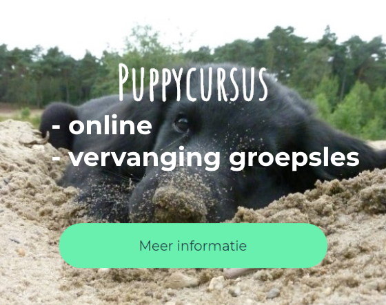 puppycursus online nieuw